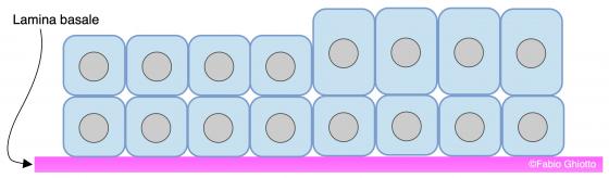 Figura E85. Disegno schematico dell’organizzazione dell’epitelio cubico (o isoprismatico) stratificato