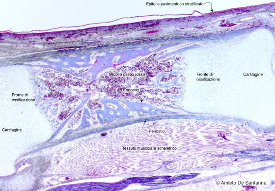 Figura C97A. Piede fetale umano