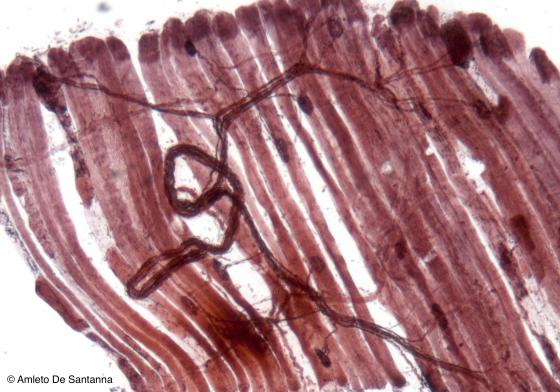 Figura N49B. Terminazioni neuromuscolari di rana