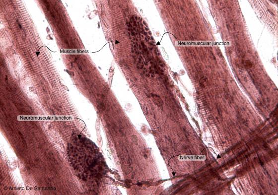 Figure N50A. Frog neuromuscular junctions at higher magnification