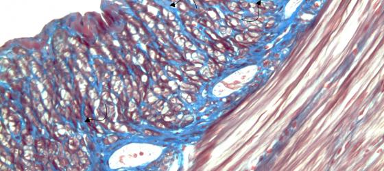 Figura C10. Intestino di topo