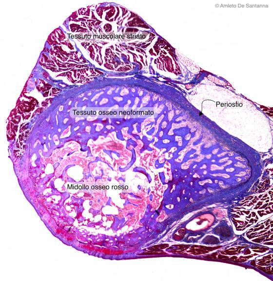 Figura C39. Costa fetale umana in via di ossificazione
