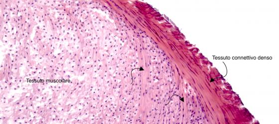 Figura C41. Giunzione muscolo-tendinea umana