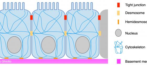 Figure E1. Schematic drawing showing the organization of the lining epithelium