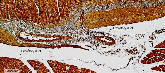 Figure E118. Rat duodenum