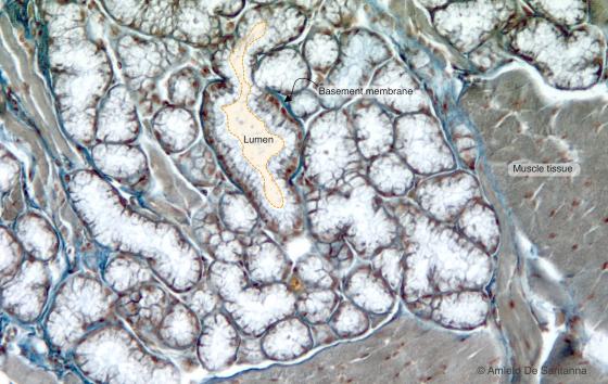 Figure E120. Human sublingual gland at higher magnification
