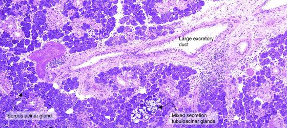 Figure E135. Human submandibular gland