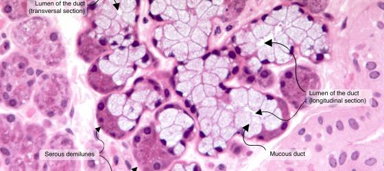 Figure E139A. Human submandibular gland at higher magnification