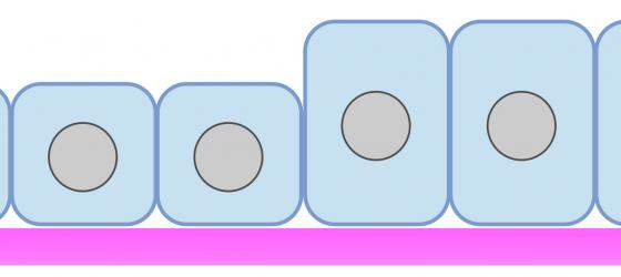 Figure E14. Schematic drawing of the simple cuboidal epithelium