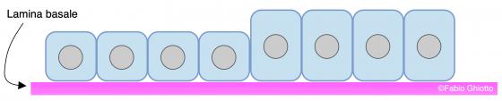 Figura E14. Disegno schematico dell’organizzazione dell’epitelio cubico