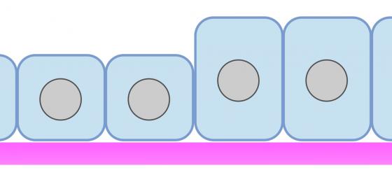 Figura E14. Disegno schematico dell’organizzazione dell’epitelio cubico