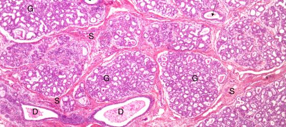 Figura E152A. Ghiandola mammaria umana in lattazione