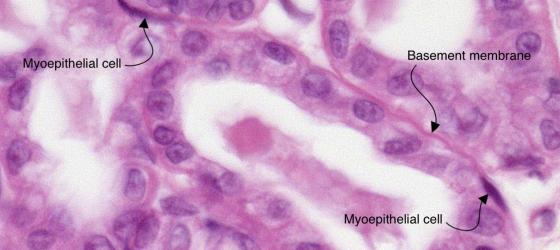 Figure E156. Human mammary gland during lactation