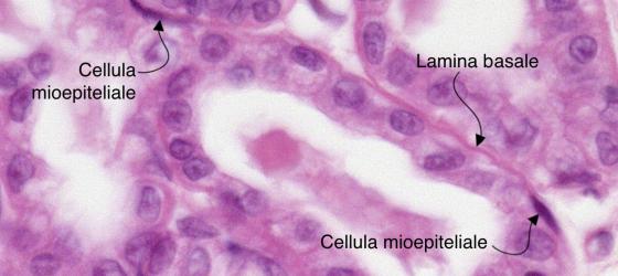 Figura E156. Ghiandola mammaria umana in lattazione