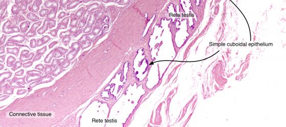 Figure E16. Rabbit testes