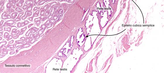 Figura E16. Testicolo di coniglio