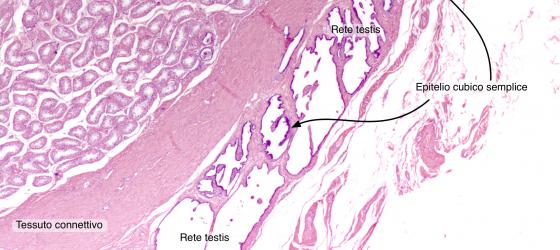 Figura E16. Testicolo di coniglio