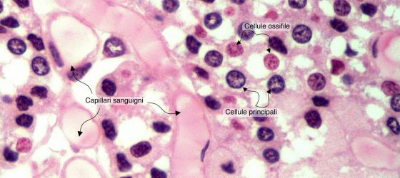 Figura E166A. Paratiroide umana