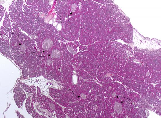 Figura E167. Pancreas di ratto