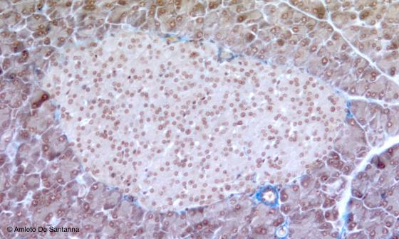 Figura E172. Pancreas di topo, isolotto del Langherans
