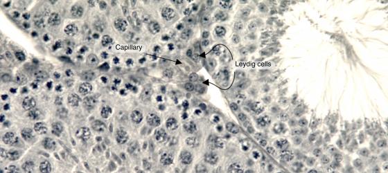 Figure E173. Mouse testis