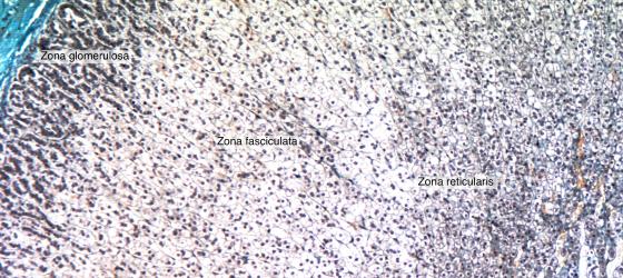 Figure E176. Rabbit adrenal gland