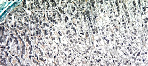 Figure E177. Rabbit adrenal gland