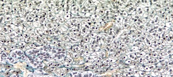 Figure E178. Rabbit adrenal gland