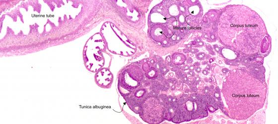 Figure E190. Mouse ovary at low magnification