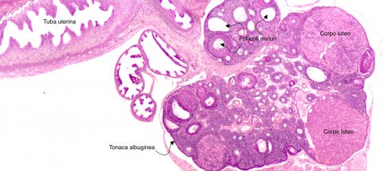 Figura E190. Ovario di topo