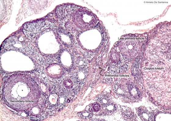 Figure E191. Mouse ovary