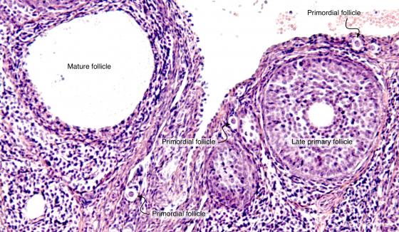 Figure E192. Mouse ovary