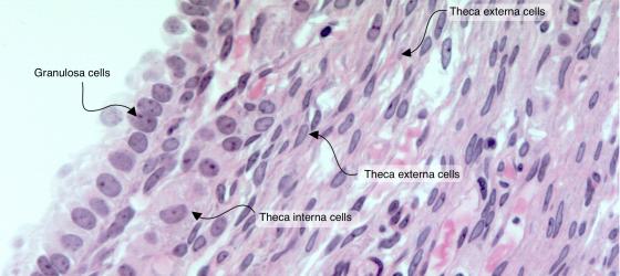 Figure E194. Human ovary at high magnification