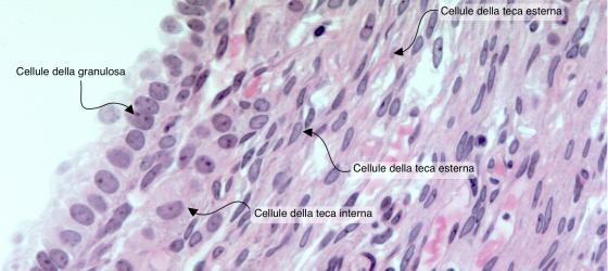 Figura E194. Follicolo ovarico umano a forte ingrandimento