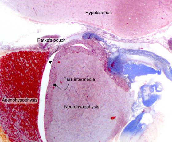 Figure E197. Human pituitary gland