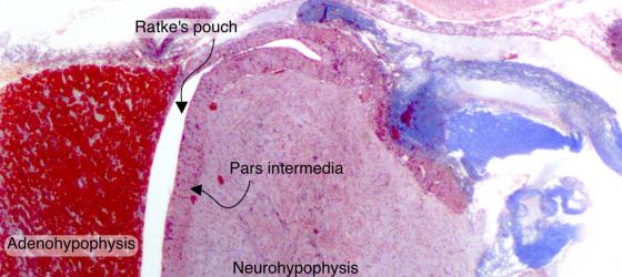 Figure E197. Human pituitary gland