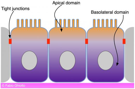 Figure E2. Schematic drawing showing the apical and the basolateral domains