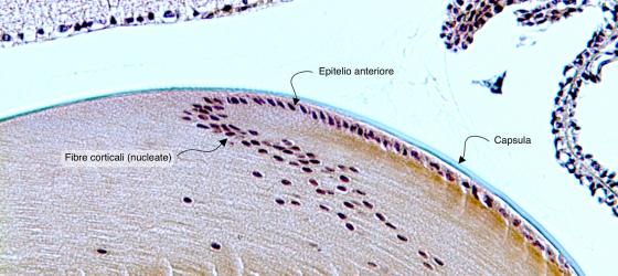 Figura E206. Cristallino di topo