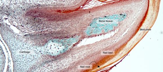 Figure E210. Human fetal nail