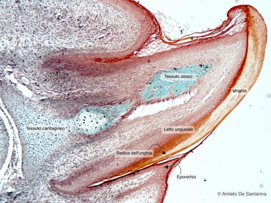 Figura E210. Unghia fetale umana