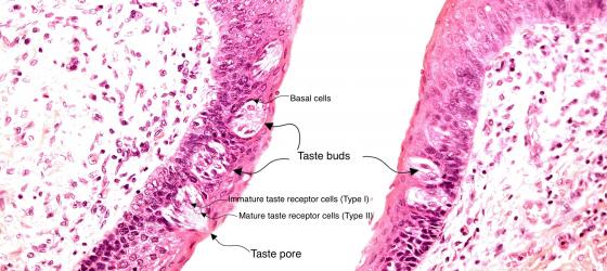 Figure E216. Human tongue at higher magnification