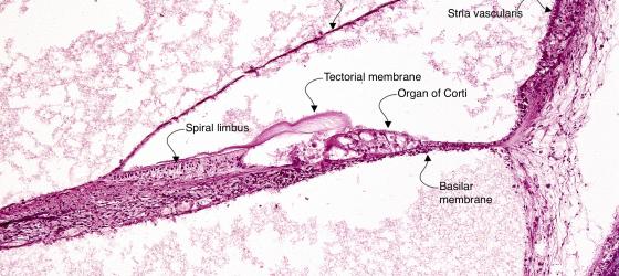 Figure E217. Human fetal inner ear