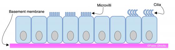 Figure E22. Schematic drawing of the simple columnar epithelium