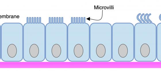 Figure E22. Schematic drawing of the simple columnar epithelium