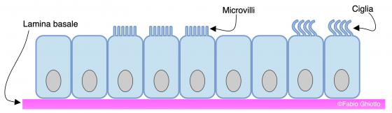 Figura E22. Disegno schematico dell’organizzazione dell’epitelio cilindrico semplice