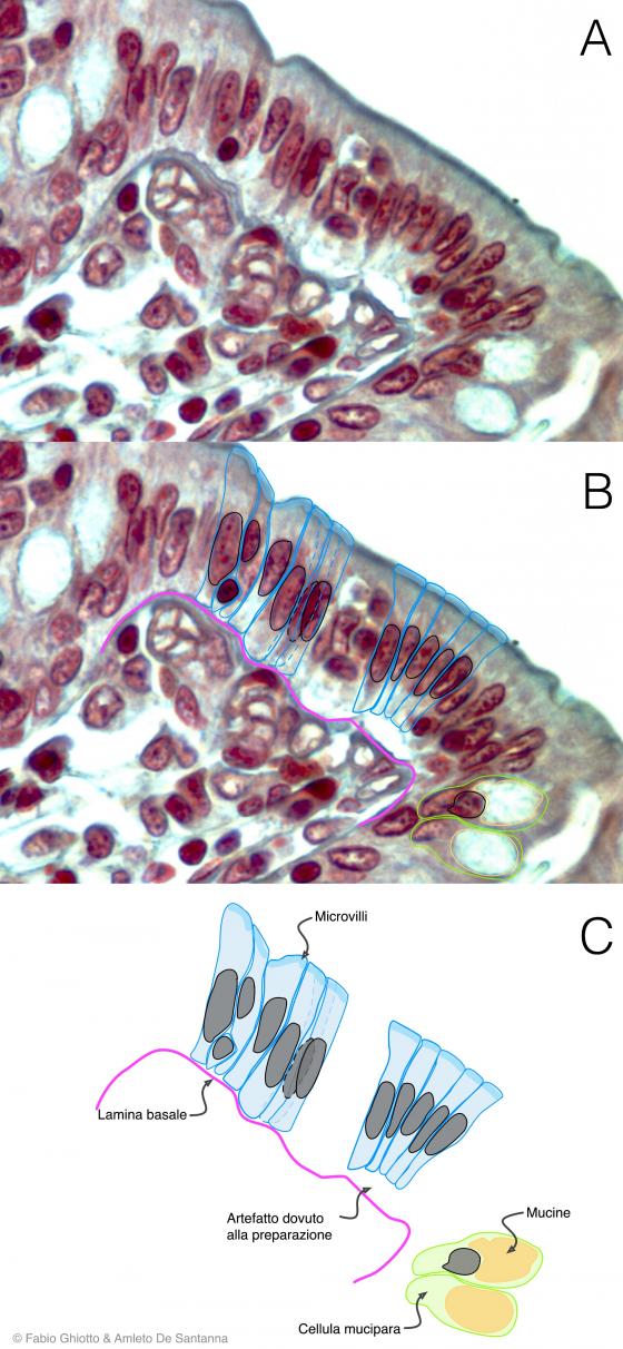 Figura E23. Micrografia di epitelio cilindrico o batiprismatico annotata digitalmente