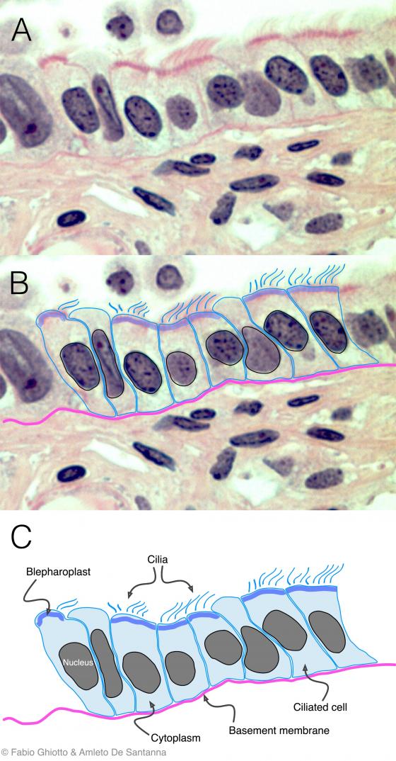 Figure E24. Digitally annotated micrograph of the ciliated columnar epithelium