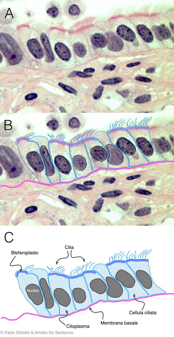 Figura E24. Micrografia di epitelio cilindrico ciliato annotata digitalmente