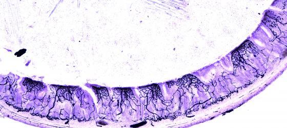 Figura E29. Intestino di ratto