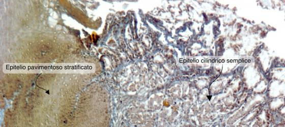 Figura E33. Giunzione gastro-esofagea di coniglio